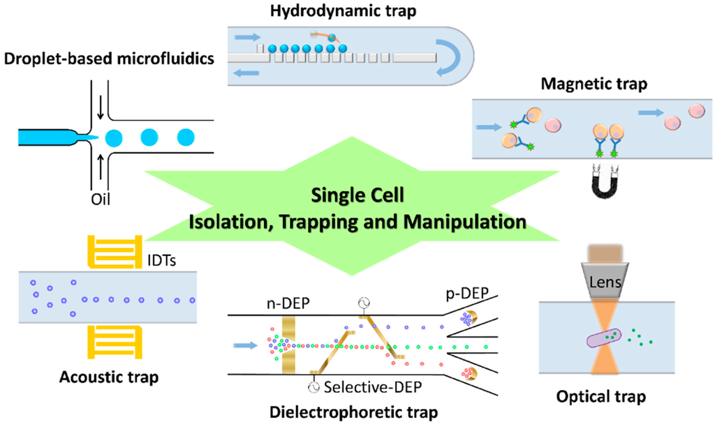 Ijms 16 16763 g001 1024