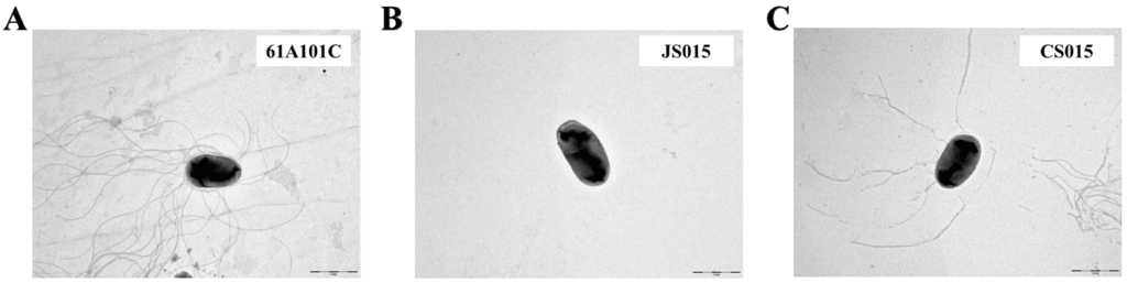 Ijms 16 16778 g005 1024