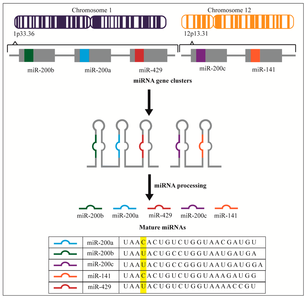 Ijms 16 16833 g001 1024