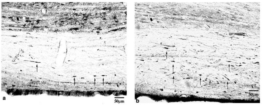 Ijms 16 16848 g005 1024