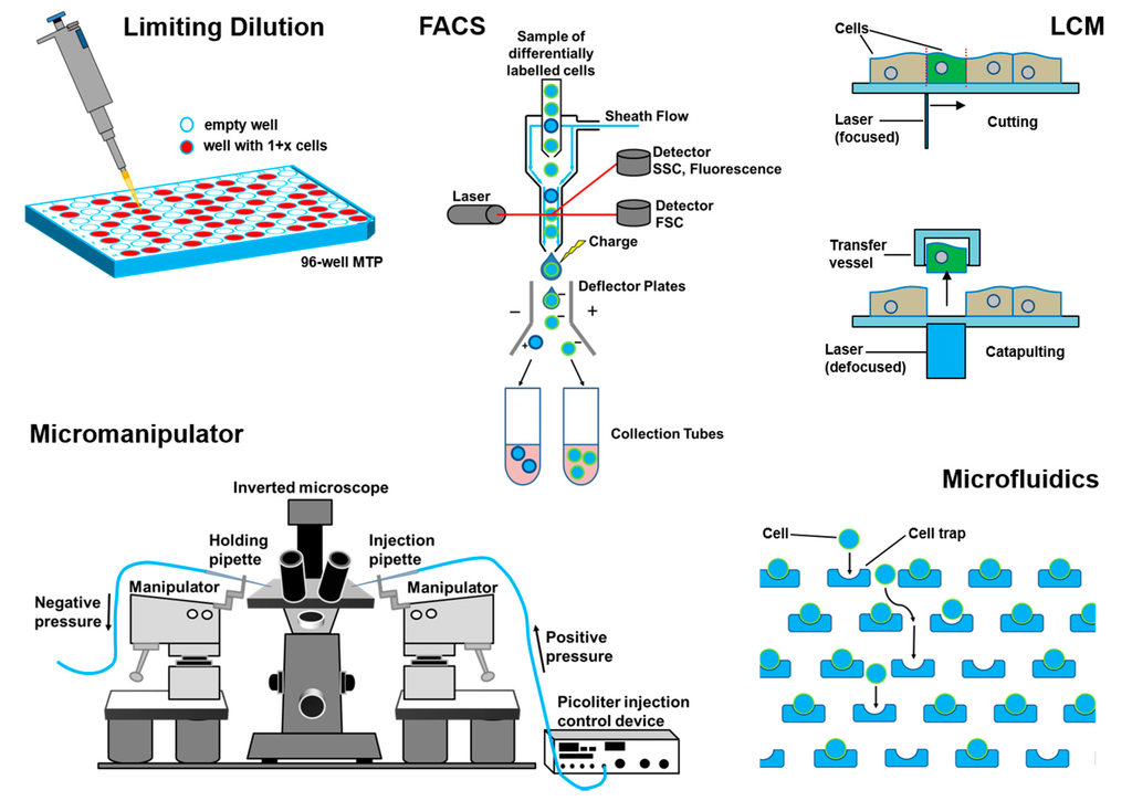 Ijms 16 16897 g003 1024
