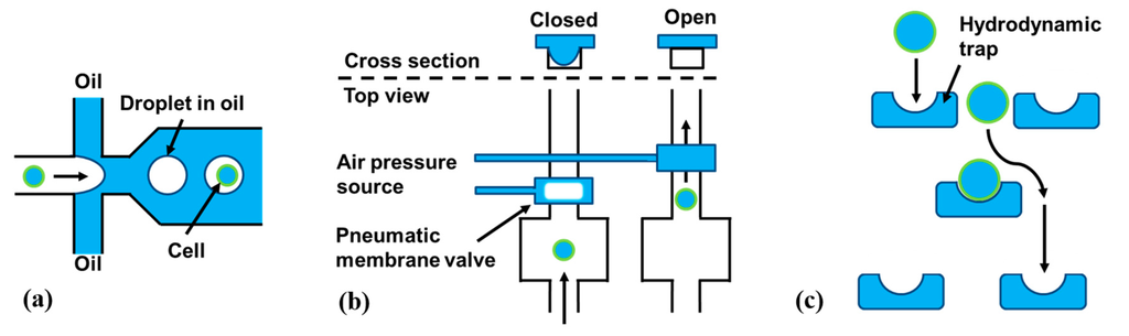 Ijms 16 16897 g005 1024