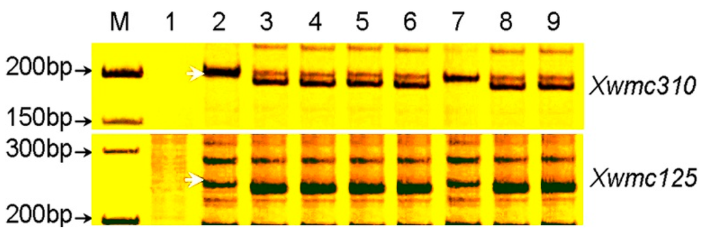 Ijms 16 17231 g001 1024