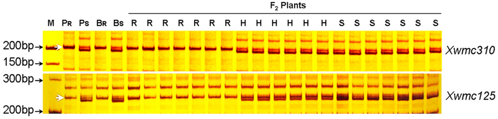 Ijms 16 17231 g003 1024