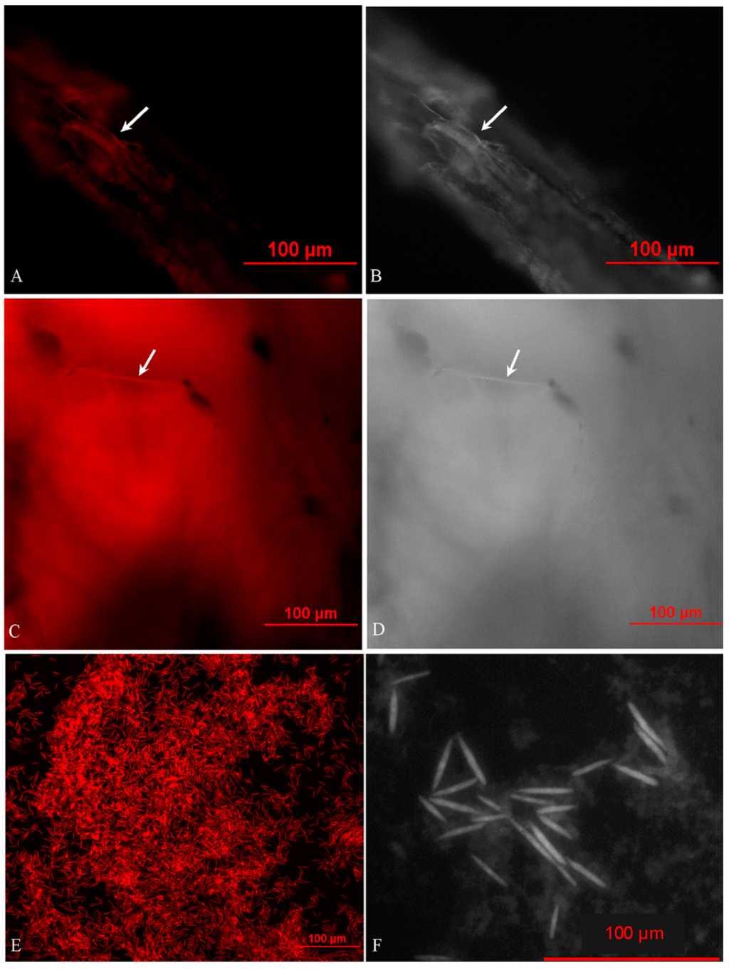 Ijms 16 17482 g003 1024