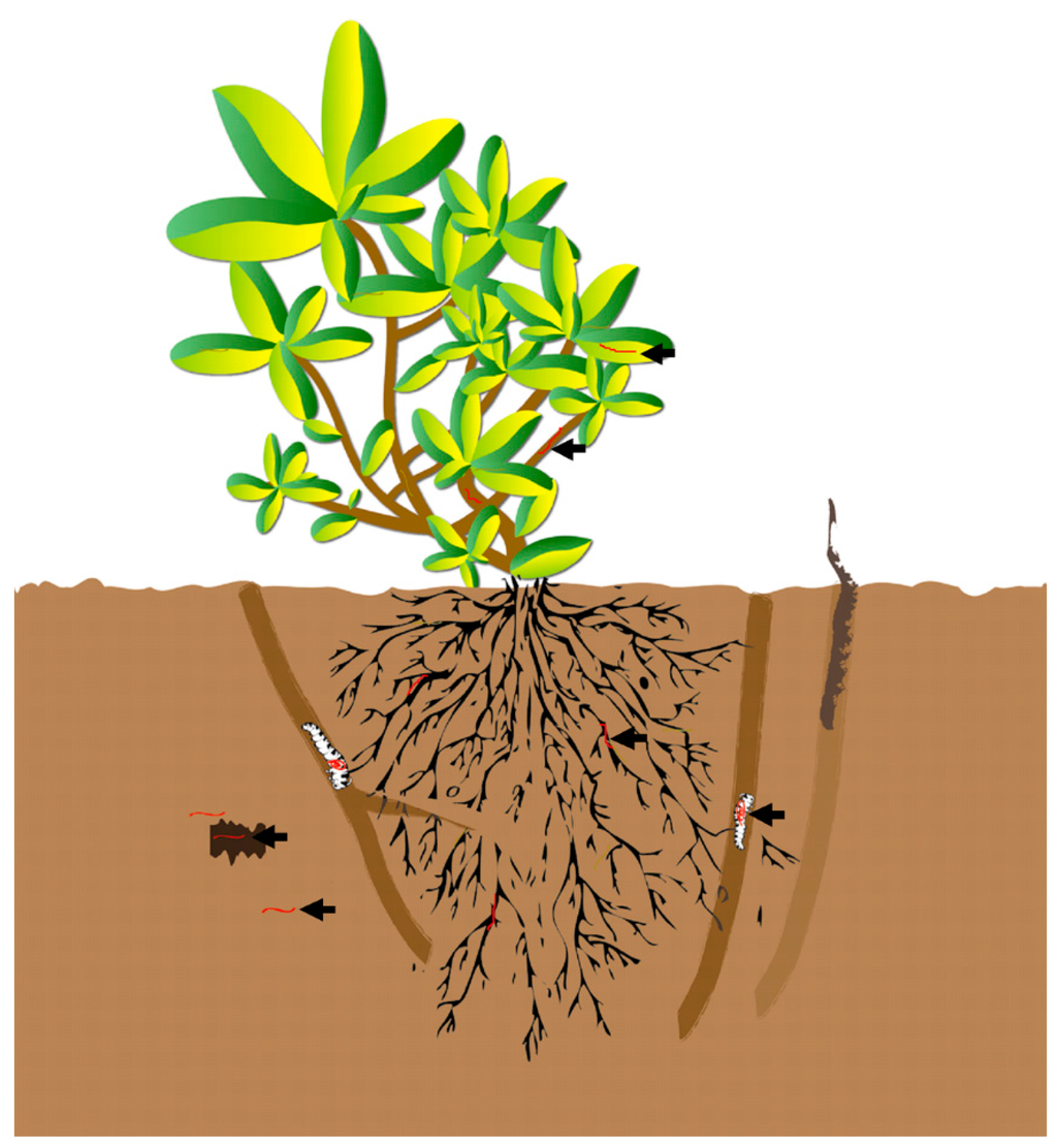 Ijms 16 17482 g004 1024