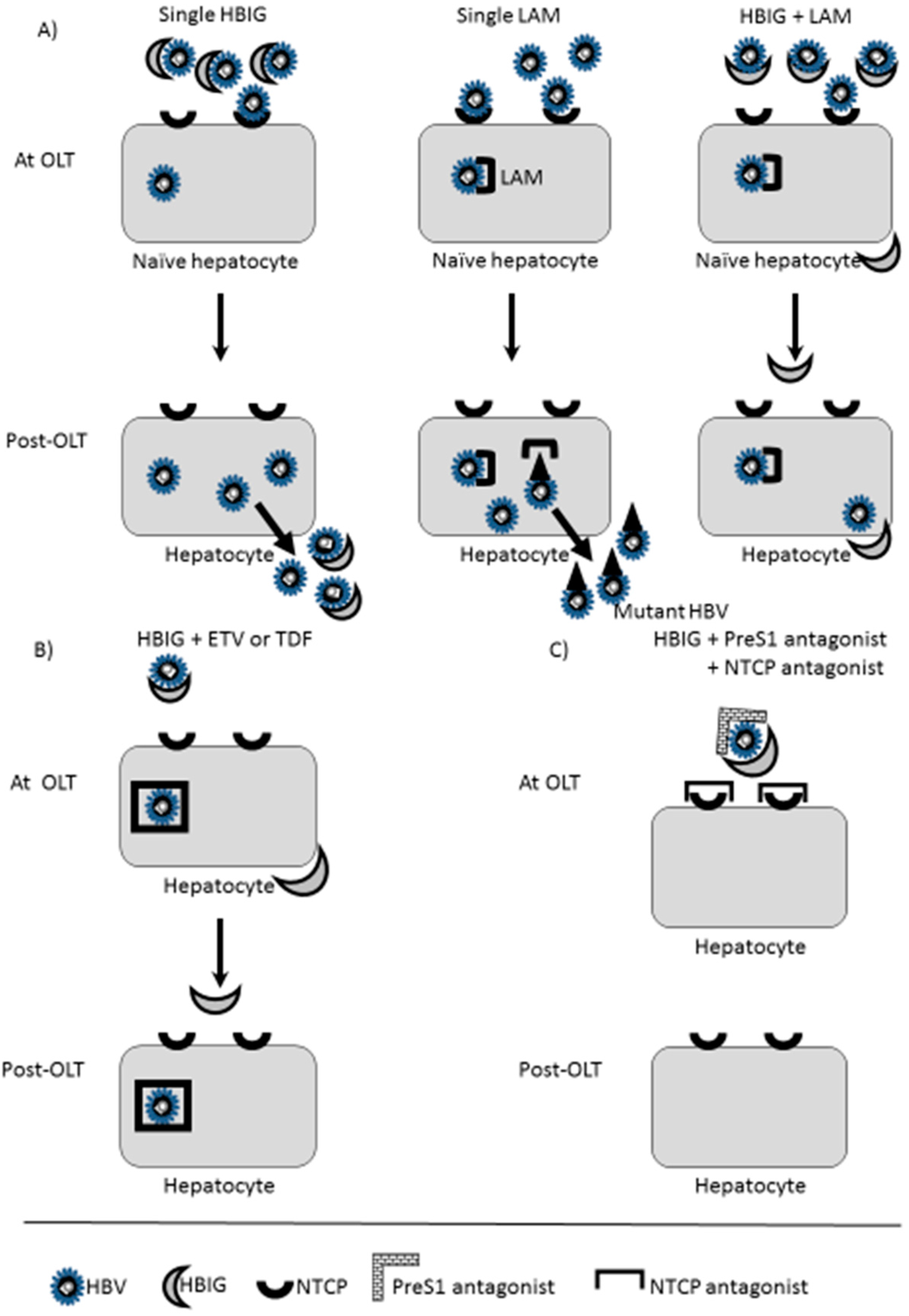 Ijms 16 17494 g001 1024