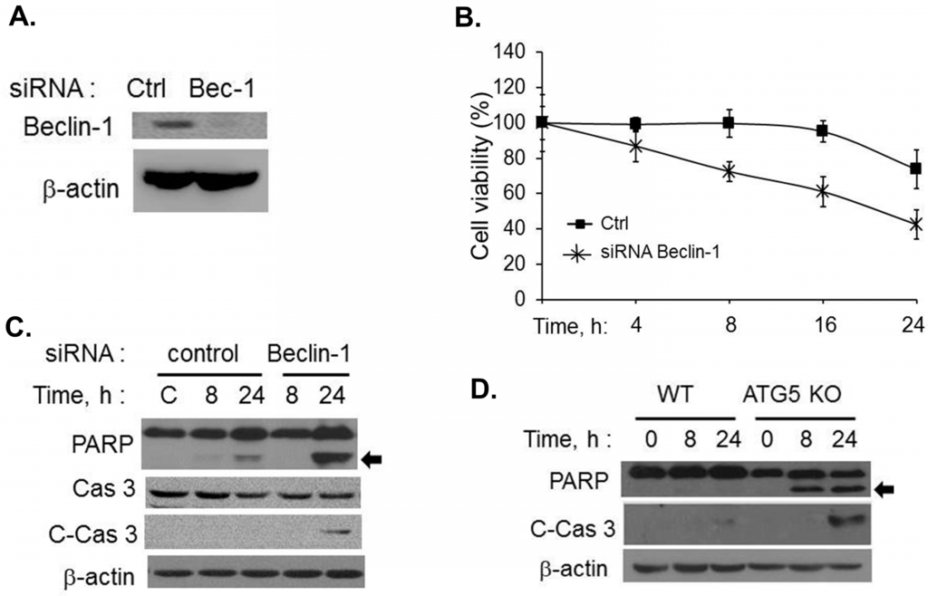 Ijms 16 17611 g004 1024