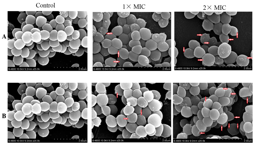 Ijms 16 17668 g005 1024