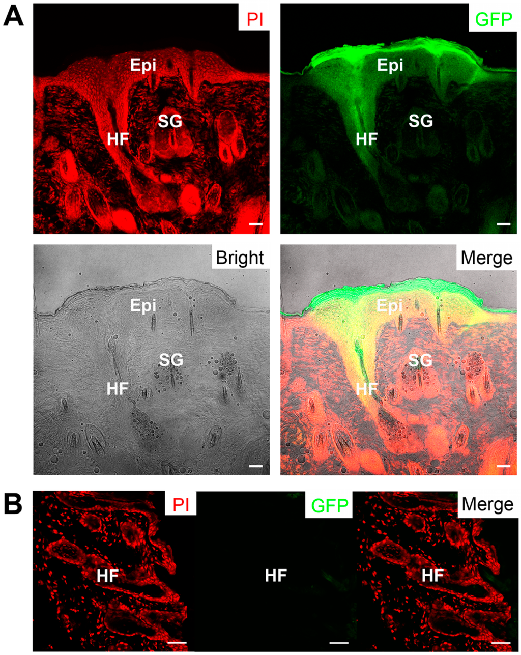 Ijms 16 17779 g006 1024