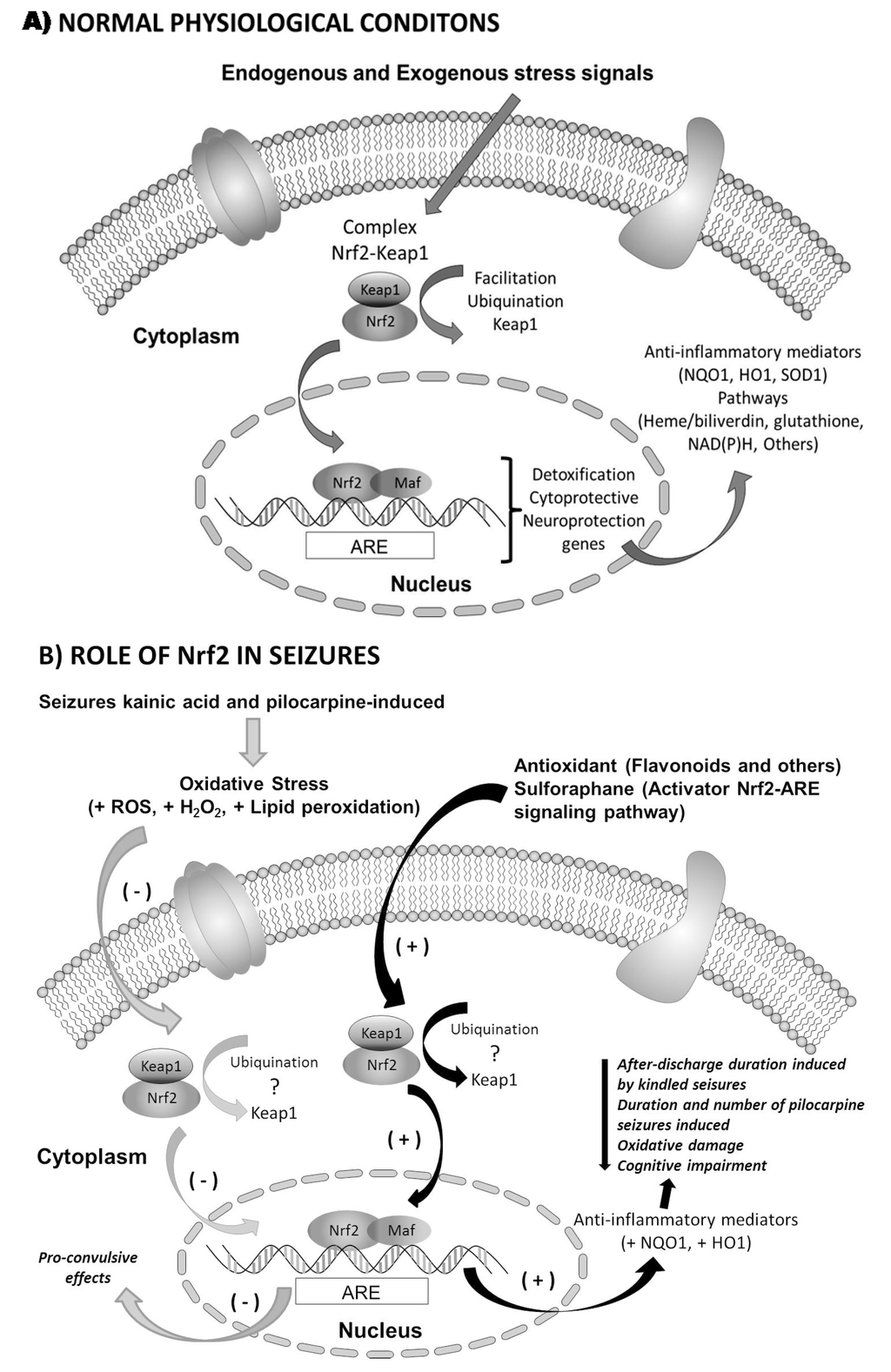 Ijms 16 18348 g003 1024