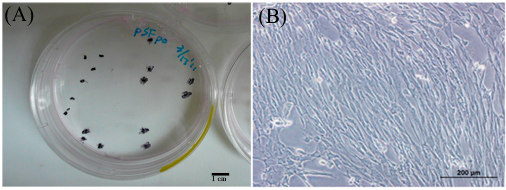 Ijms 16 18507 g001 1024