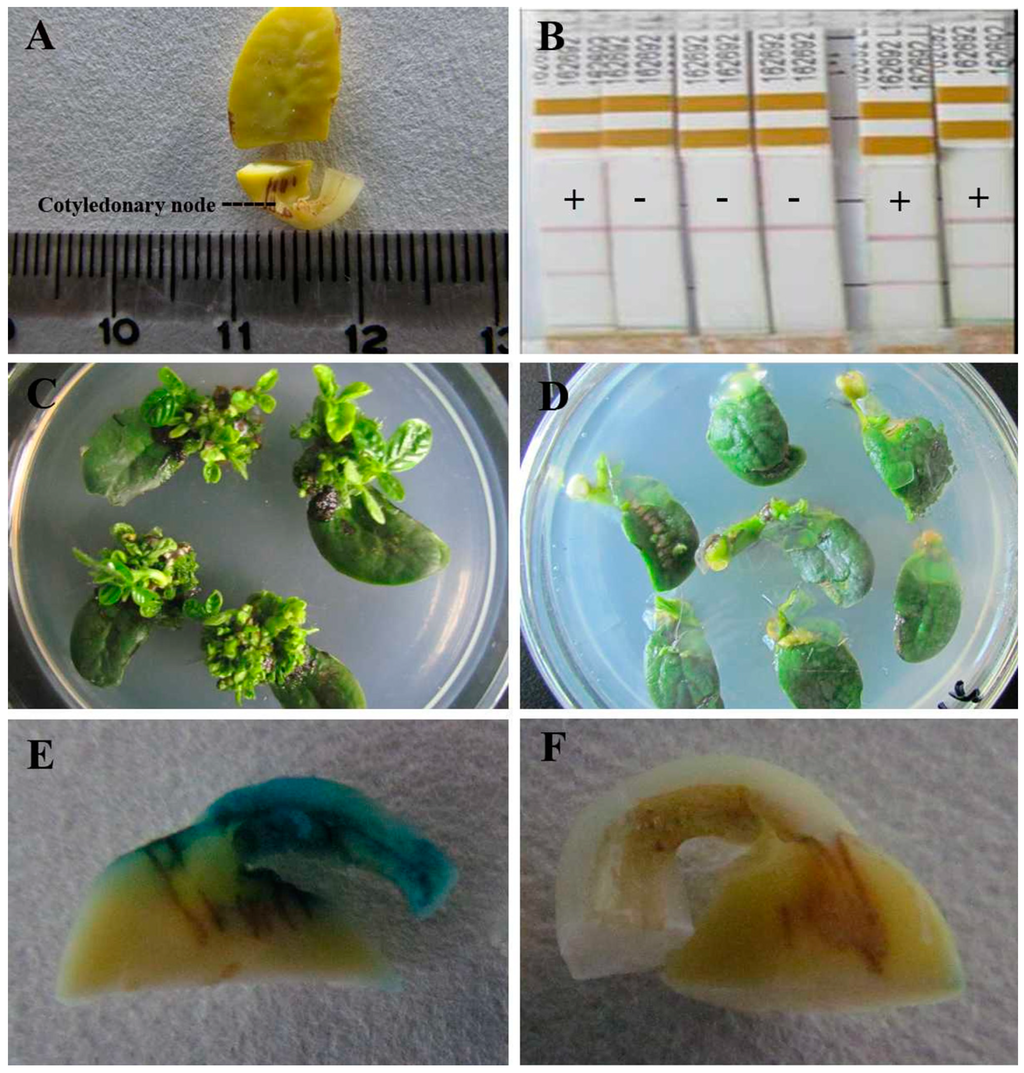 Ijms 16 18522 g001 1024