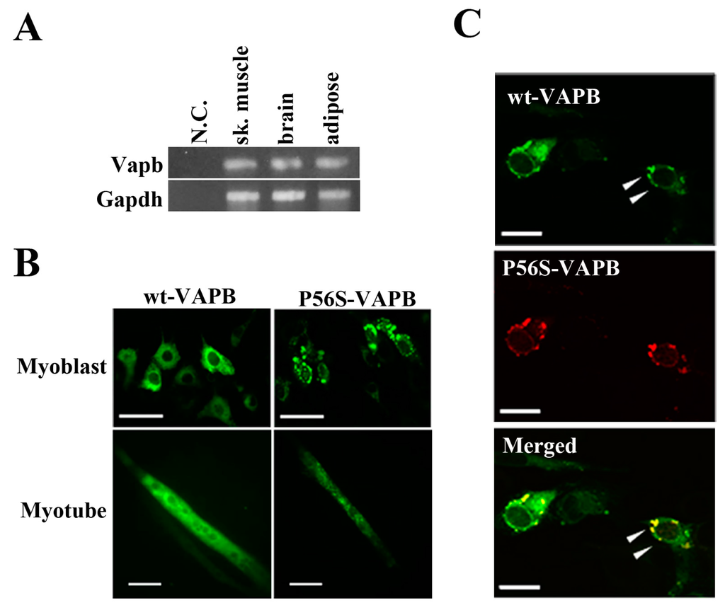 Ijms 16 18628 g001 1024