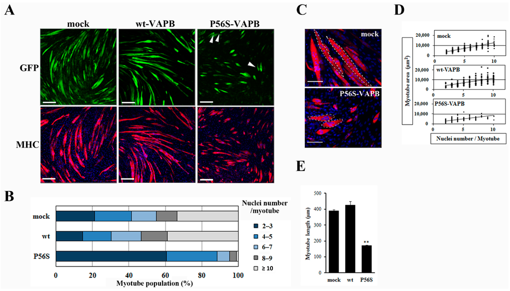 Ijms 16 18628 g002 1024