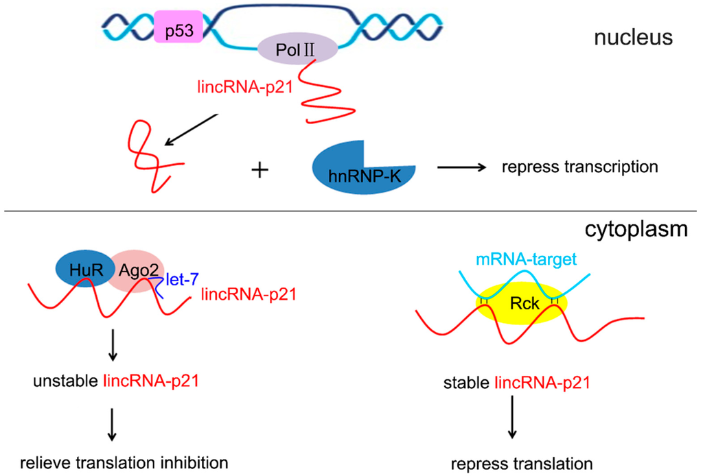 Ijms 16 18732 g002 1024