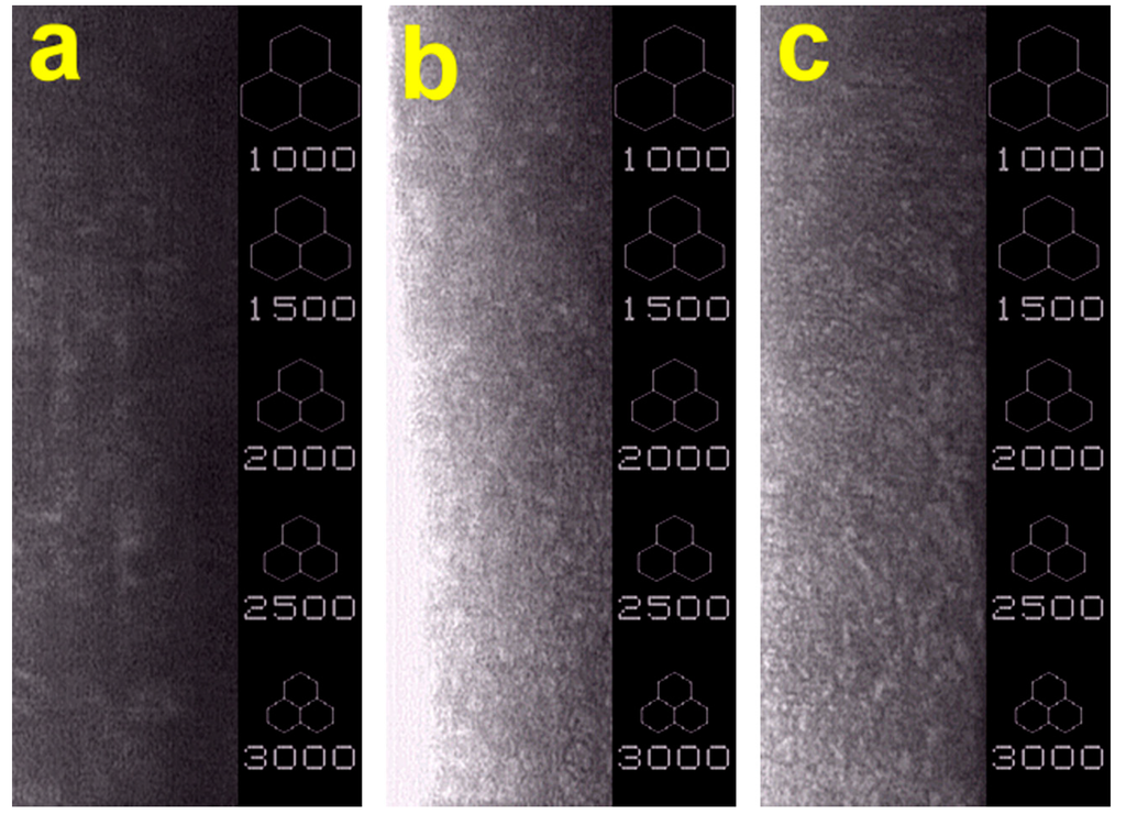 Ijms 16 18796 g008 1024