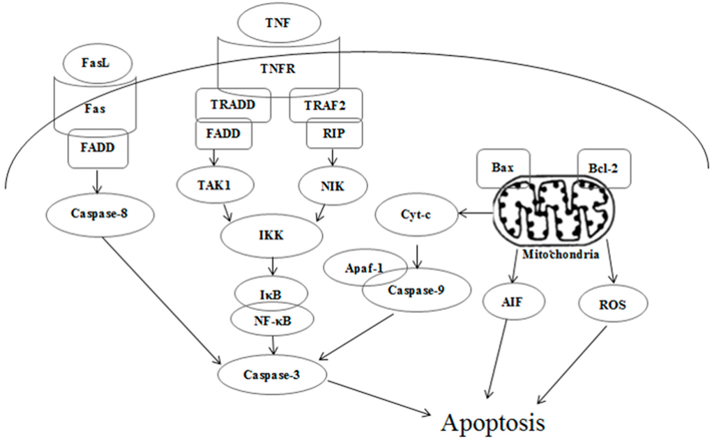 Ijms 16 18956 g012 1024
