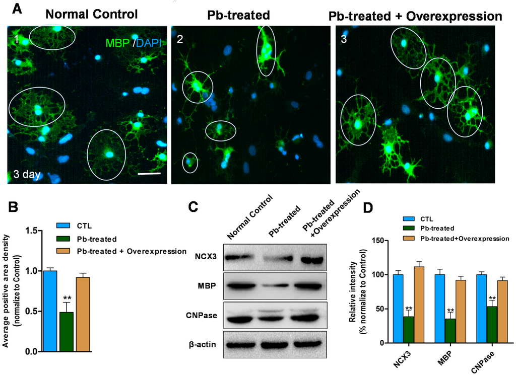 Ijms 16 19096 g004 1024