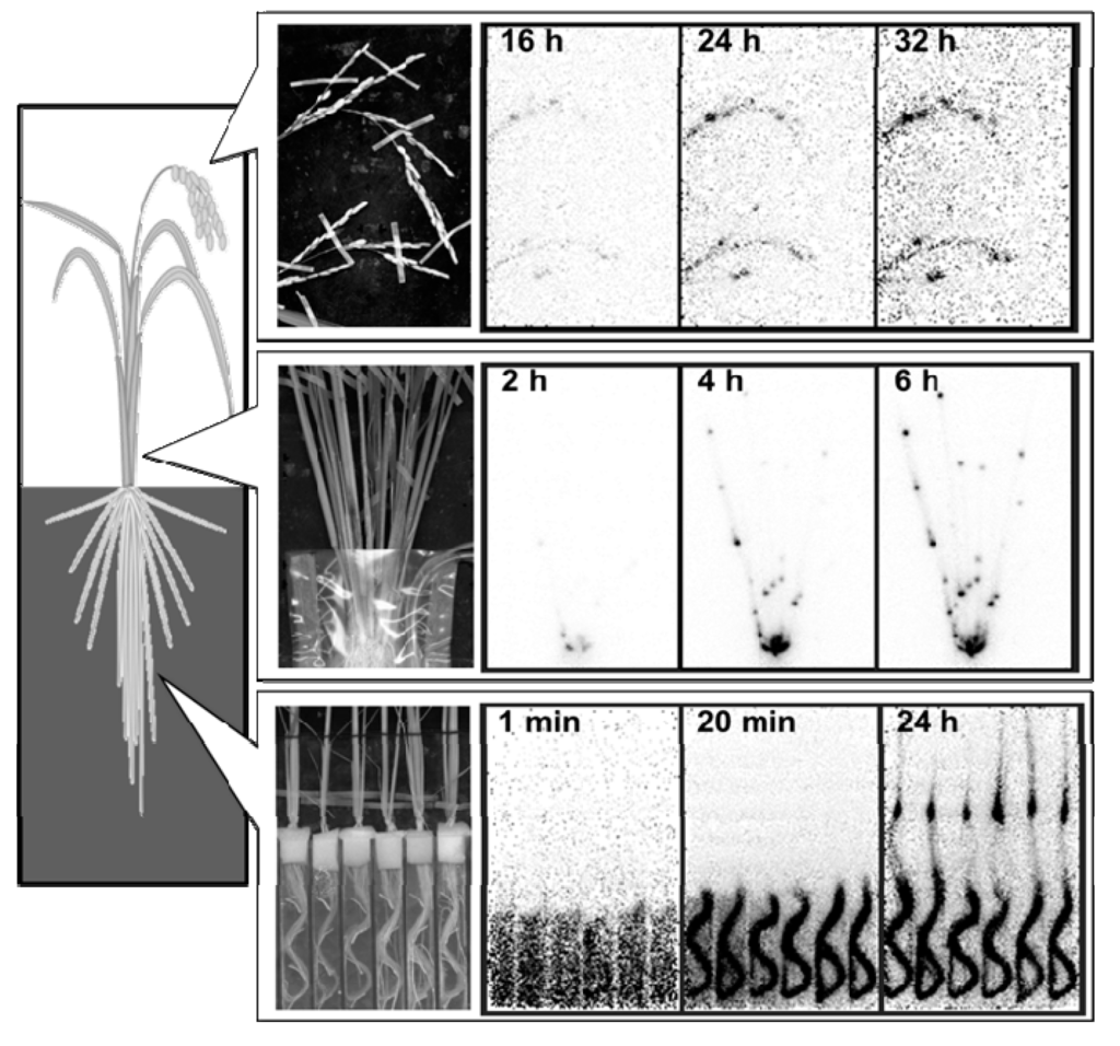 Ijms 16 19111 g008 1024