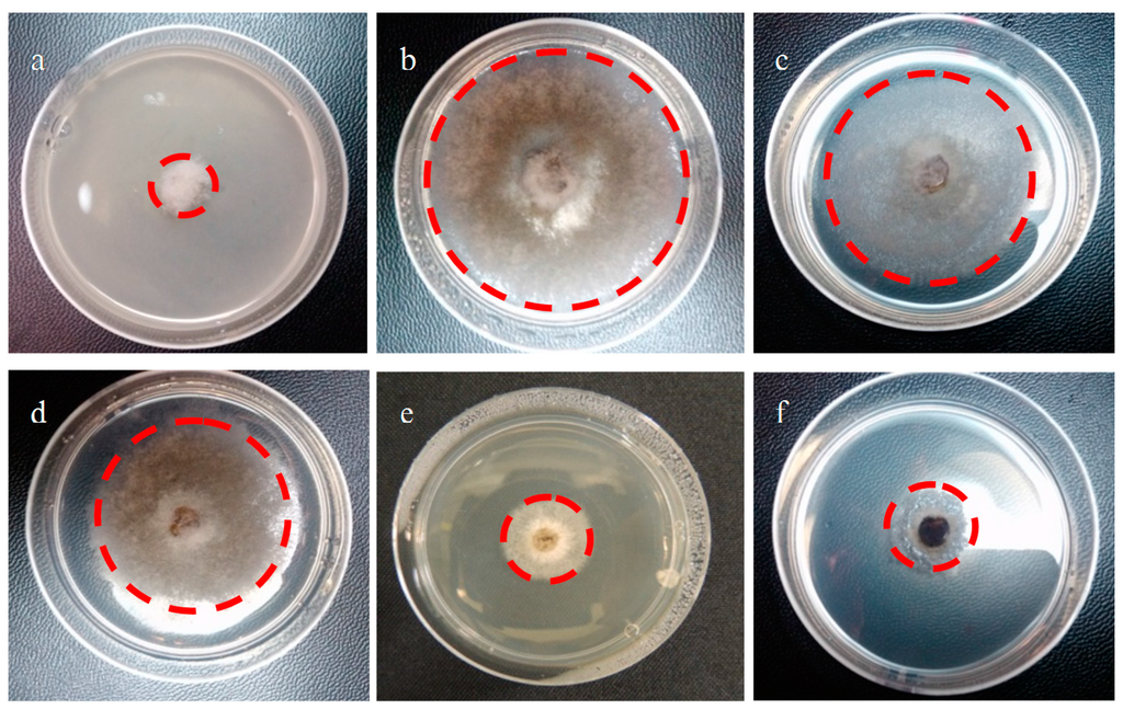 Ijms 16 19130 g008 1024