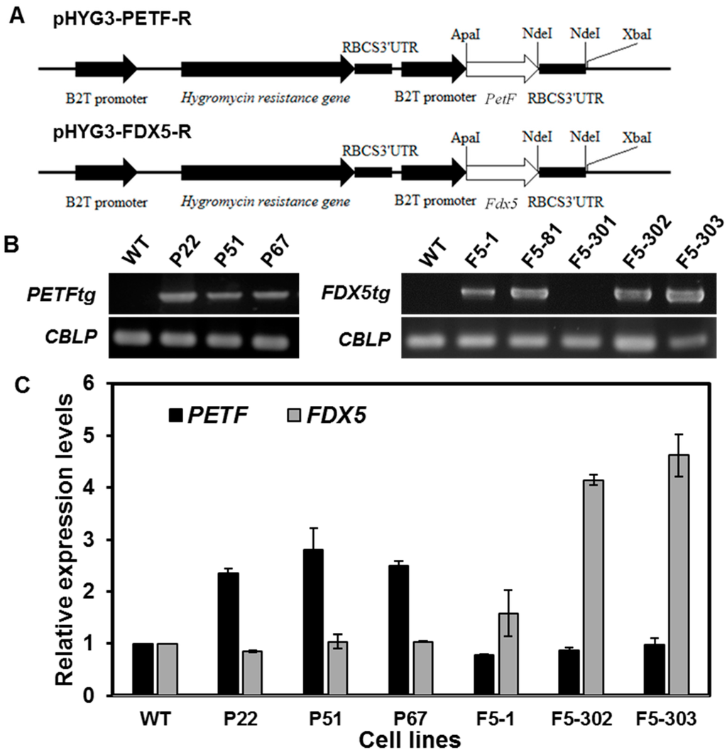 Ijms 16 19308 g001 1024