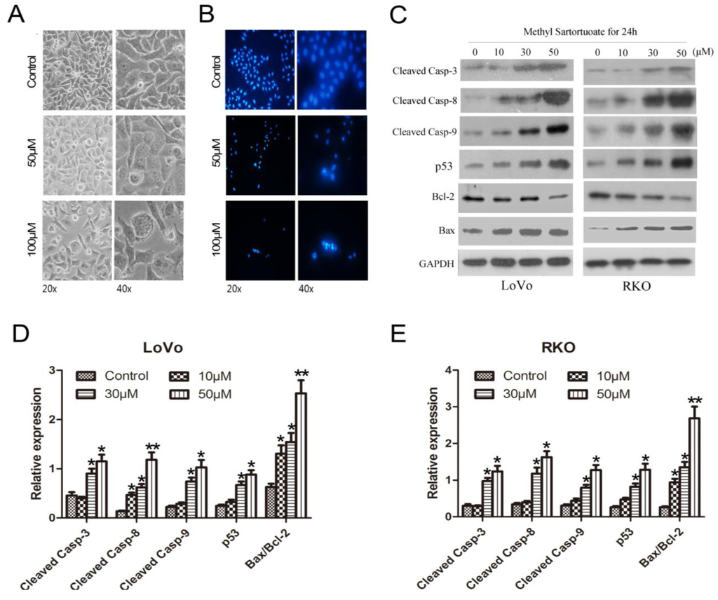 Ijms 16 19401 g003 1024