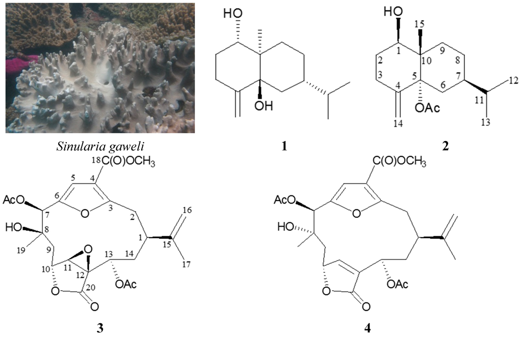 Ijms 16 19508 g001 1024