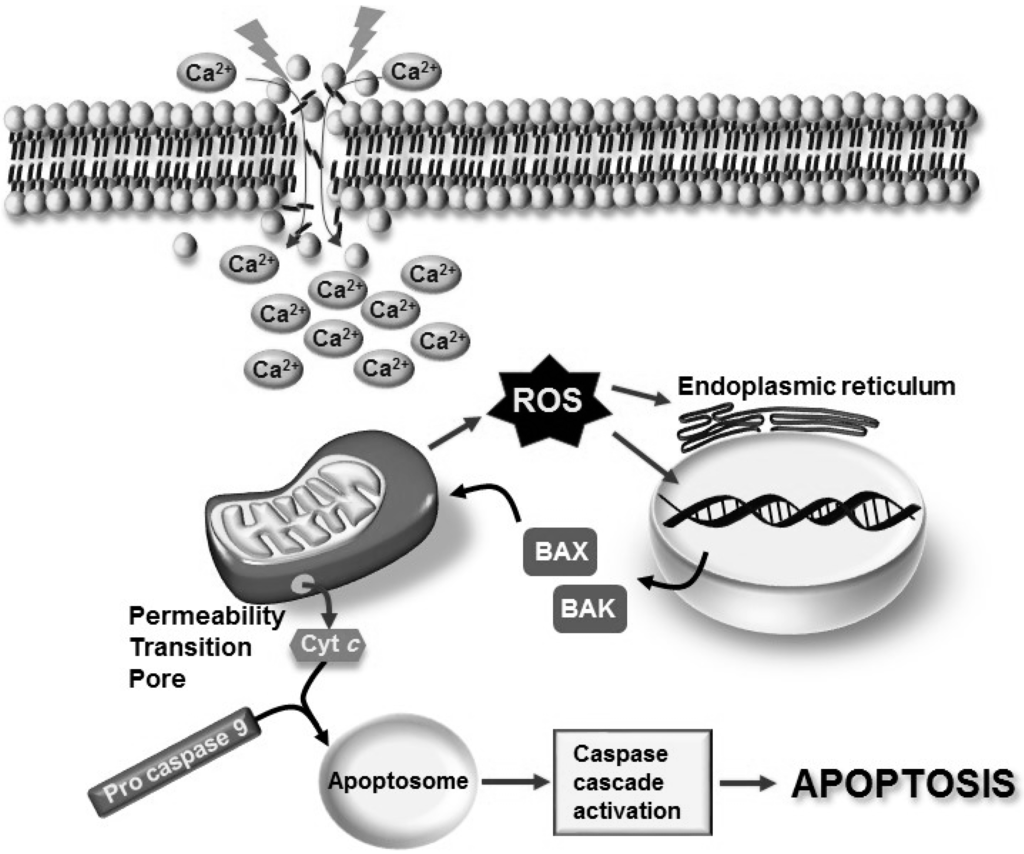 Ijms 16 19657 g002 1024