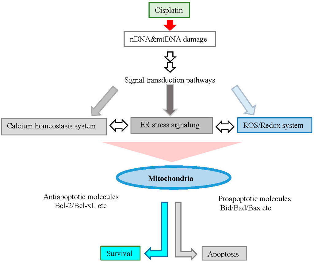 Ijms 16 19836 g001 1024