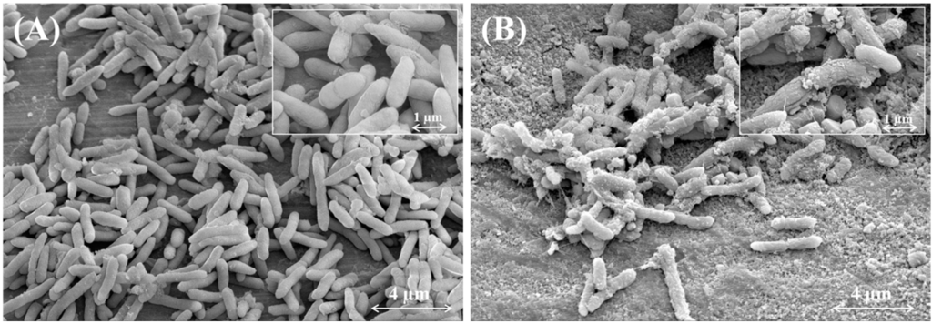 Ijms 16 20050 g008 1024