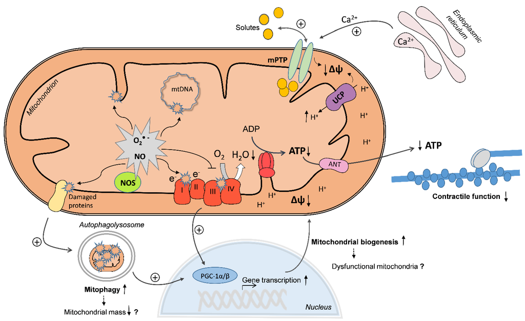 Ijms 16 20095 g001 1024
