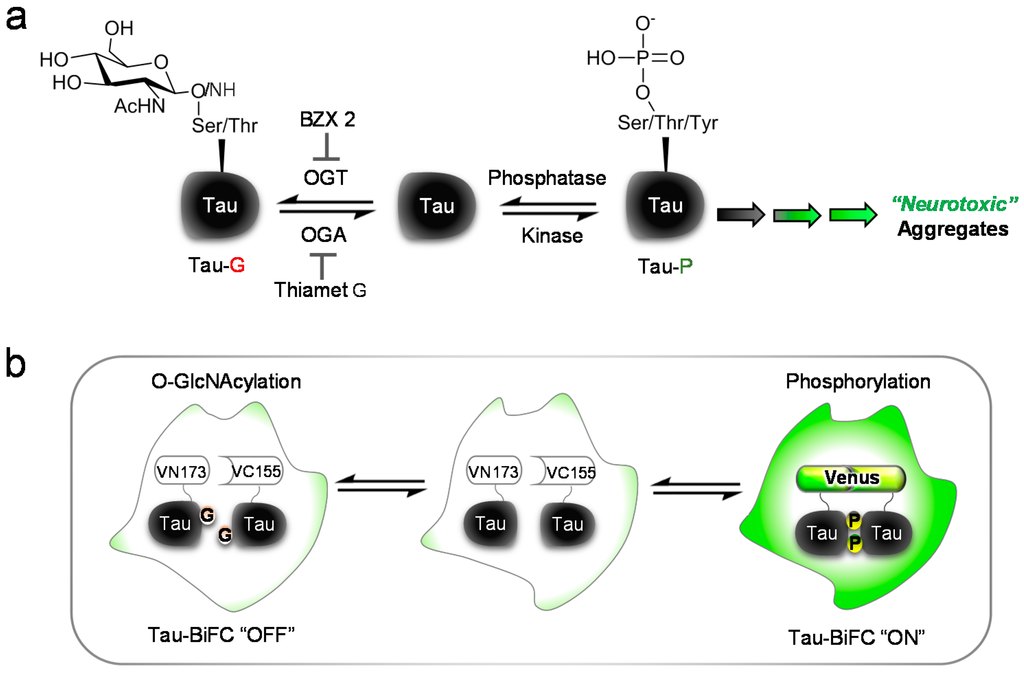 Ijms 16 20212 g004 1024