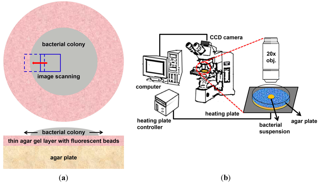 Ijms 16 20225 g005 1024