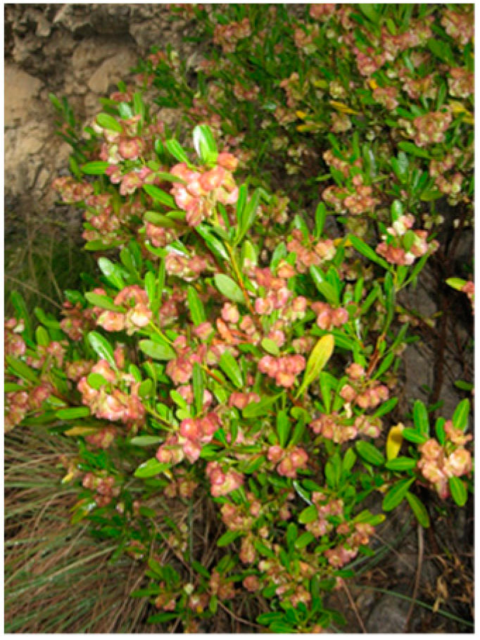 Ijms 16 20290 g006 1024