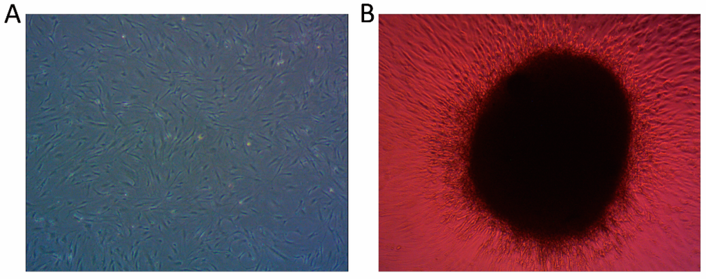 Ijms 16 20344 g008 1024