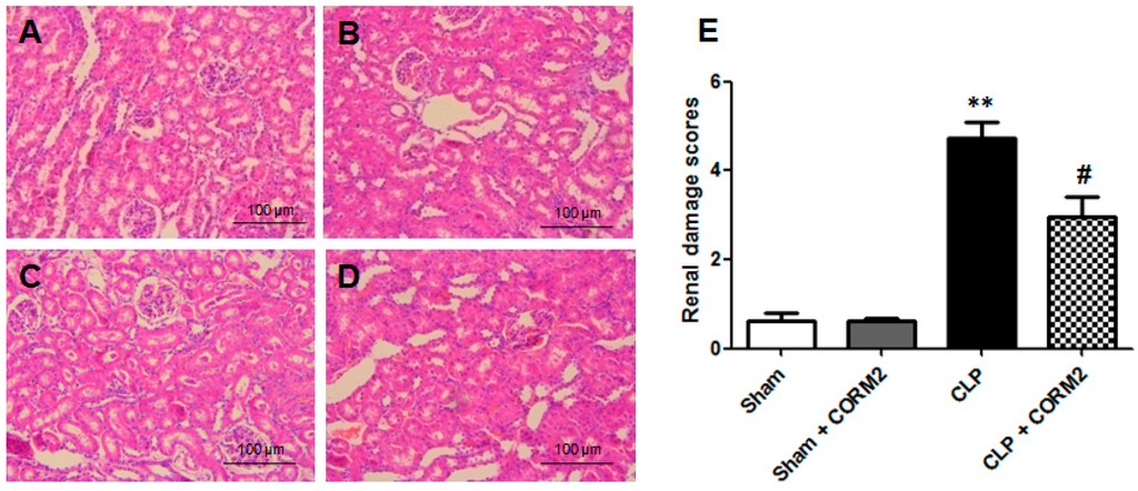 Ijms 16 20595 g002 1024