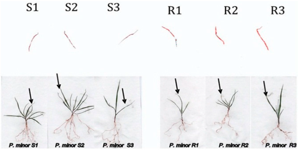 Ijms 16 21363 g002 1024