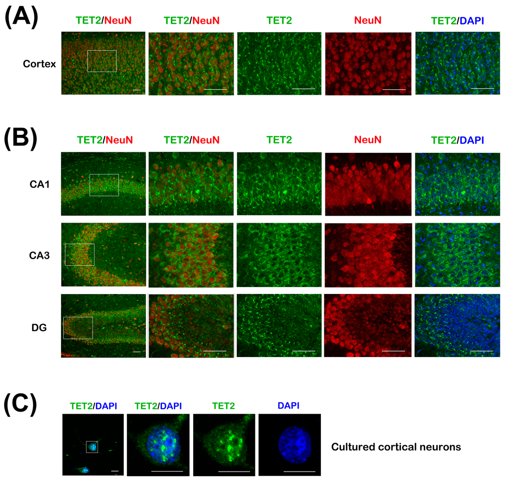 Ijms 16 21846 g002 1024