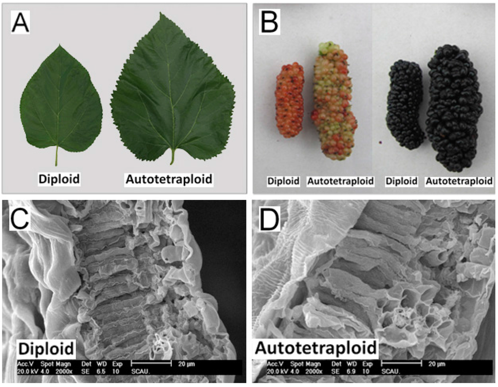 Ijms 16 22938 g002 1024