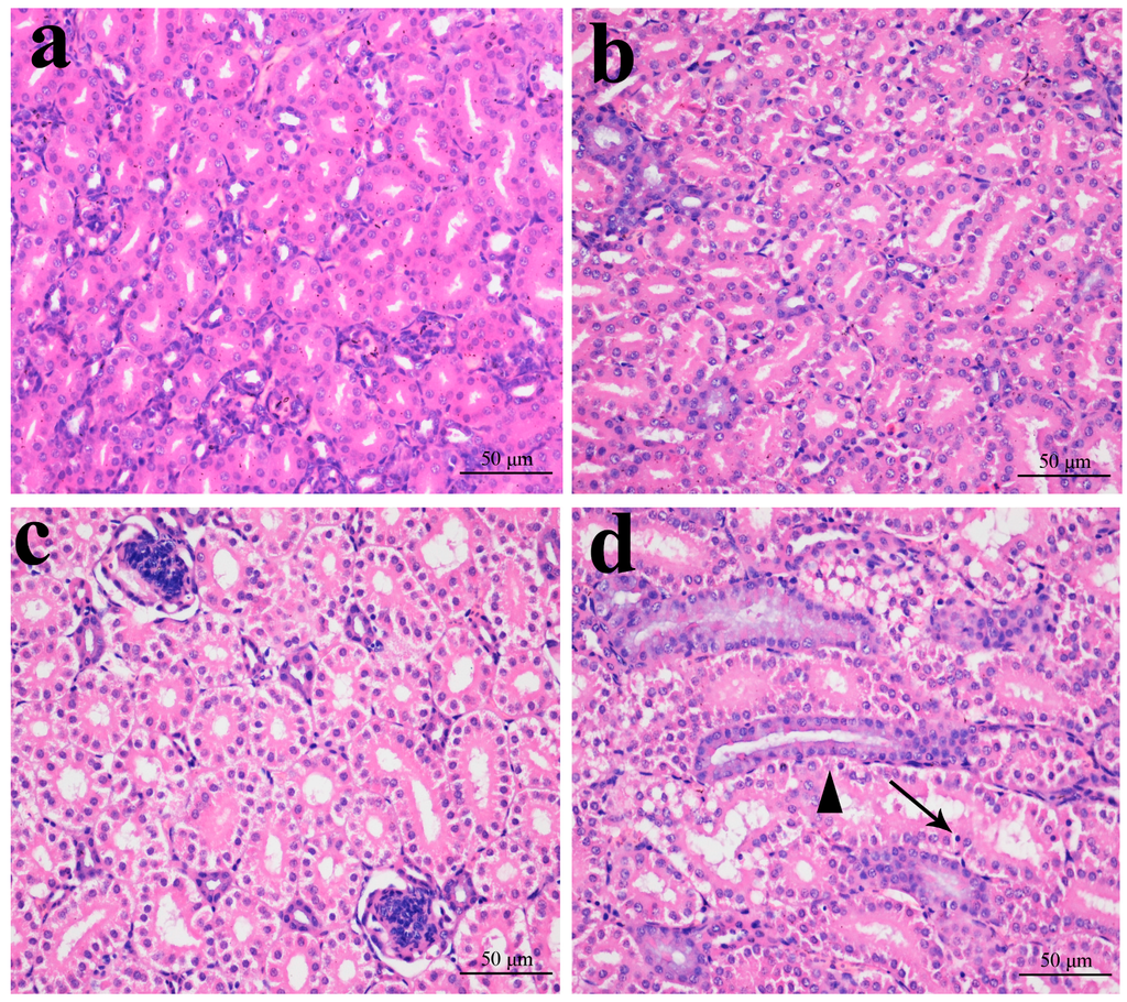 Ijms 16 22989 g001 1024