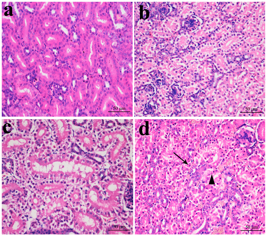 Ijms 16 22989 g002 1024