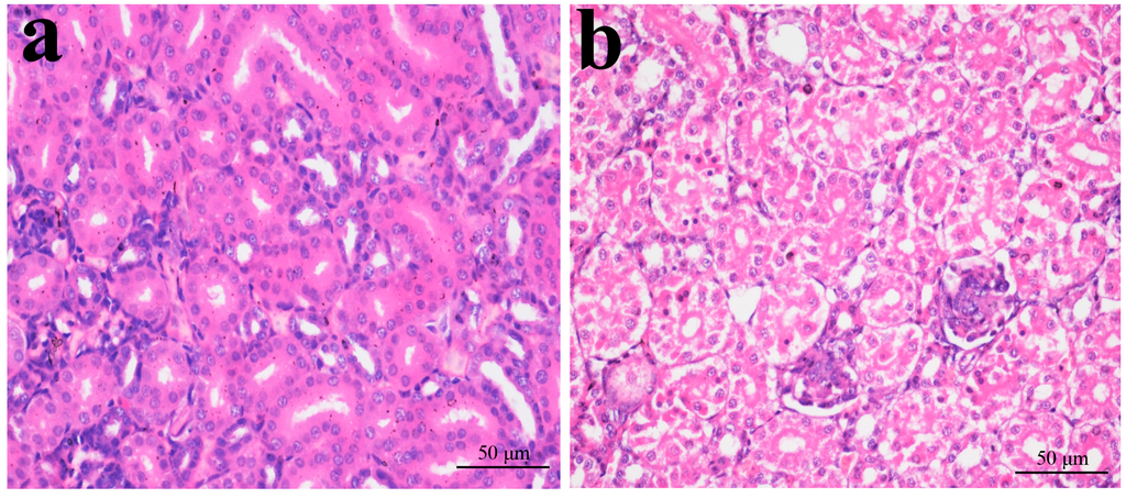 Ijms 16 22989 g003a 1024