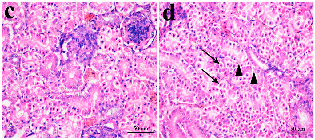 Ijms 16 22989 g003b 1024