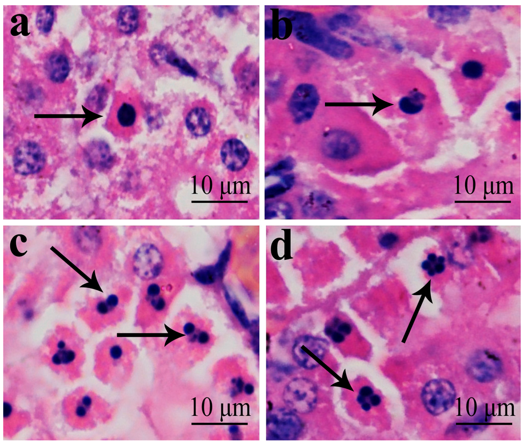 Ijms 16 22989 g004 1024