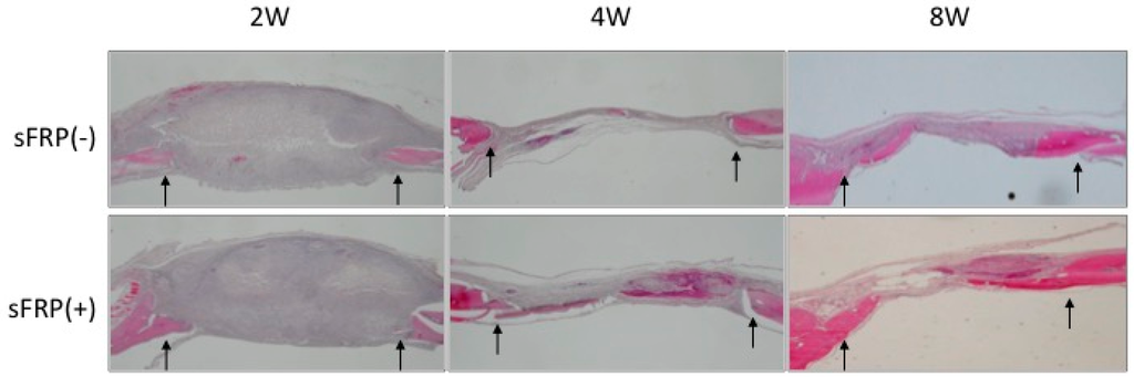 Ijms 16 23250 g003 1024