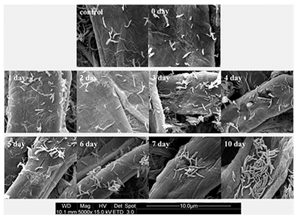 Ijms 16 23572 g007 1024