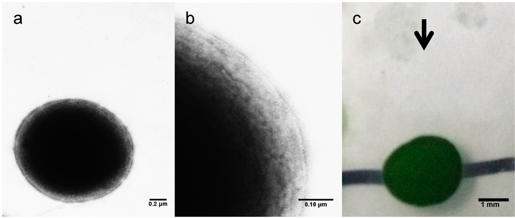 Ijms 16 24081 g002 1024