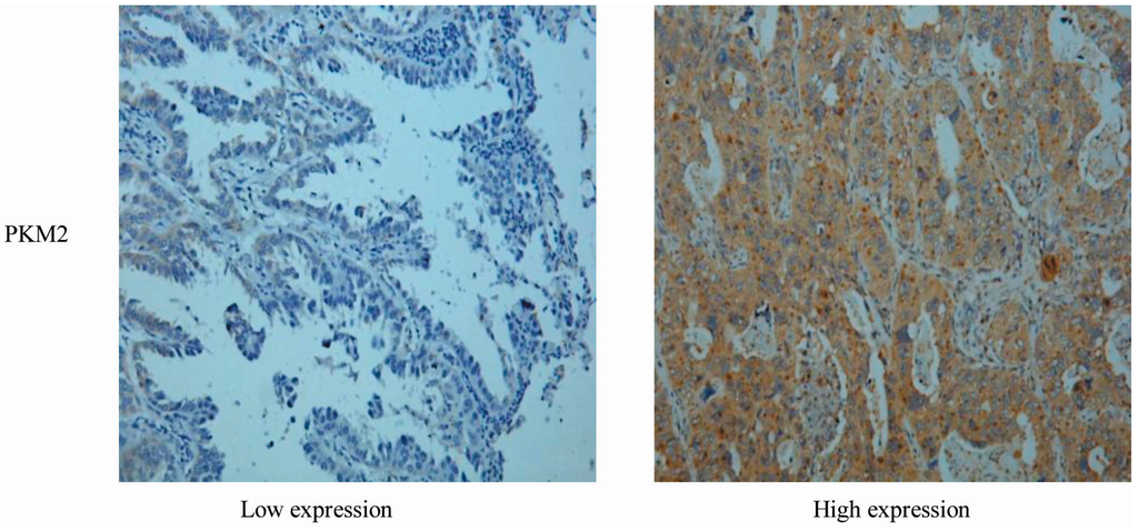 Ijms 16 24574 g001 1024