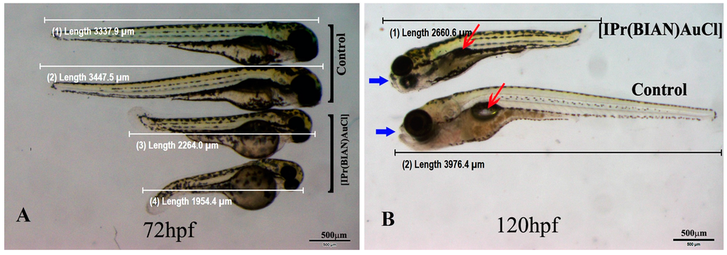 Ijms 16 24718 g004 1024